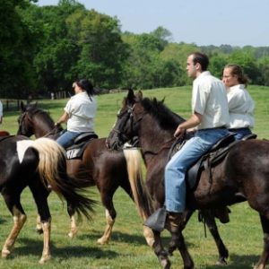 Horses on the Anne Springs Close Greenway.