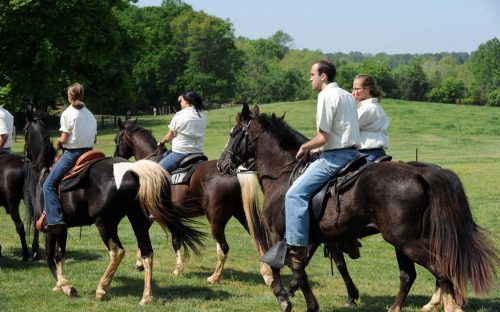 Horses on the Anne Springs Close Greenway.