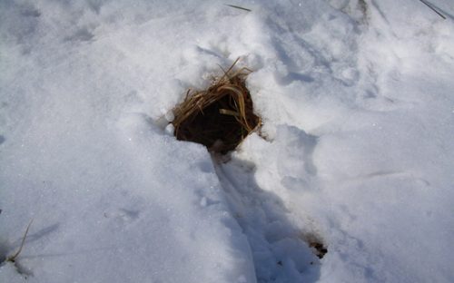 An animal burrow in the Uwharries. Photo by Watson Ross.  