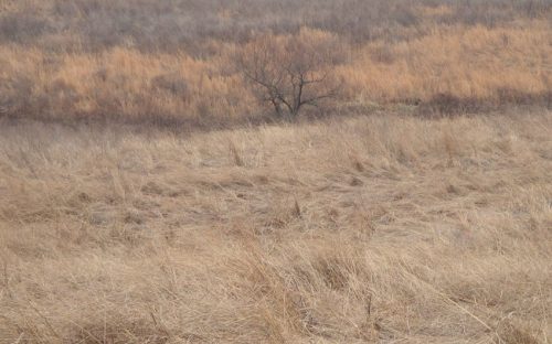 Indian grass and broomstraw.  Photo by Ruth Ann Grissom