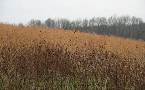 Blackberry canes and broomstraw.  Photo by Ruth Ann Grissom