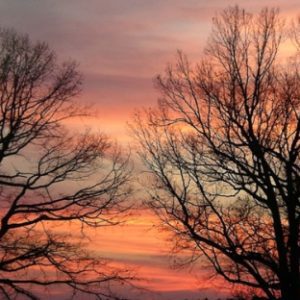 Oak and hickories at sunset.  Photo by Ruth Ann Grissom