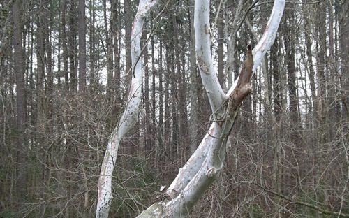 Sycamore along the Uwharrie River.  Photo by Ruth Ann Grissom