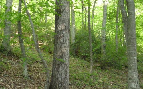 Hickory among beech and mountain laurel