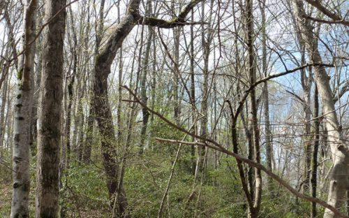 Beech, hickory, oak and mountain laurel