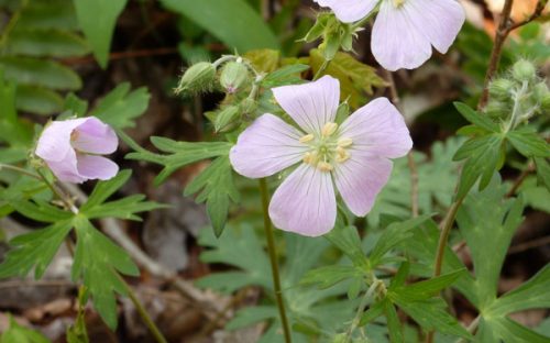 Geranium