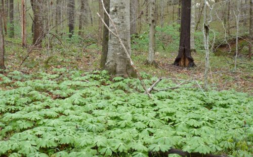 Beech and mayapples