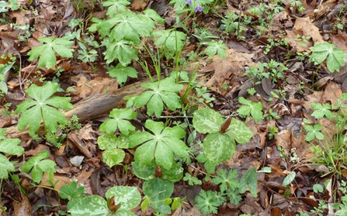 Mayapple, trillium, geranium, chickweed and larkspur