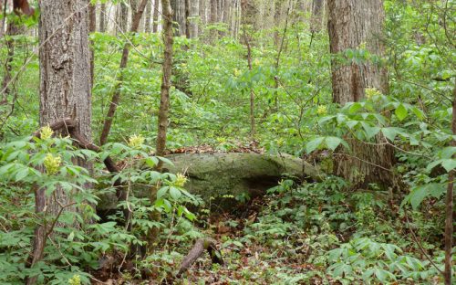 Painted buckeyes dominate shrub layer