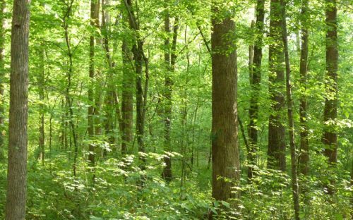 Poplars in diverse understory