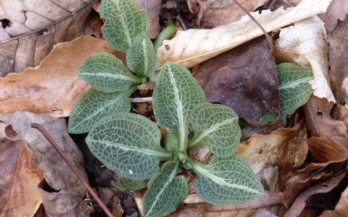 Rattlesnake orchid, also called rattlesnake plantain