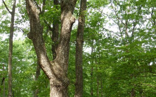 Rocky forest