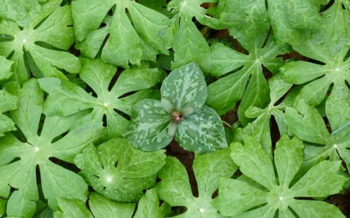 Trillium among mayapples