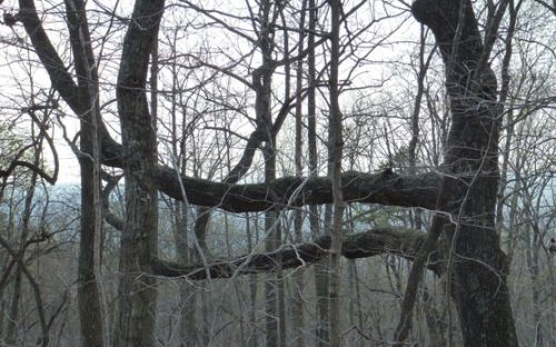 Winter trees