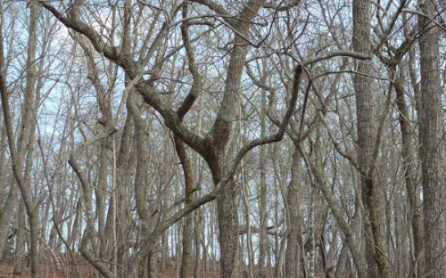 Winter trees