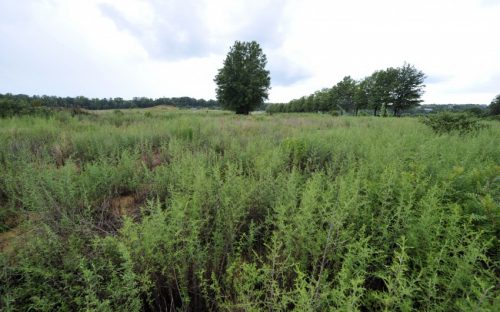 City Park in Charlotte (site of the former Charlotte Coliseum southwest of uptown)