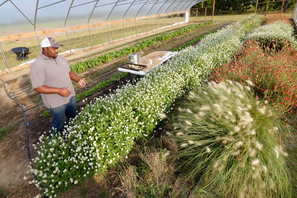 Davon Goodwin, manager of Sandhills AGInnovation Center in Ellerbee, NC, inspects crops. Photo: Nancy Pierce