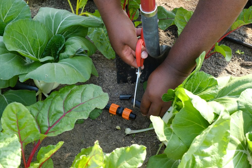 Davon Goodwin, manager of Sandhills AGInnovation Center , fixes a broken irrigation hose. Photo: Nancy Pierce