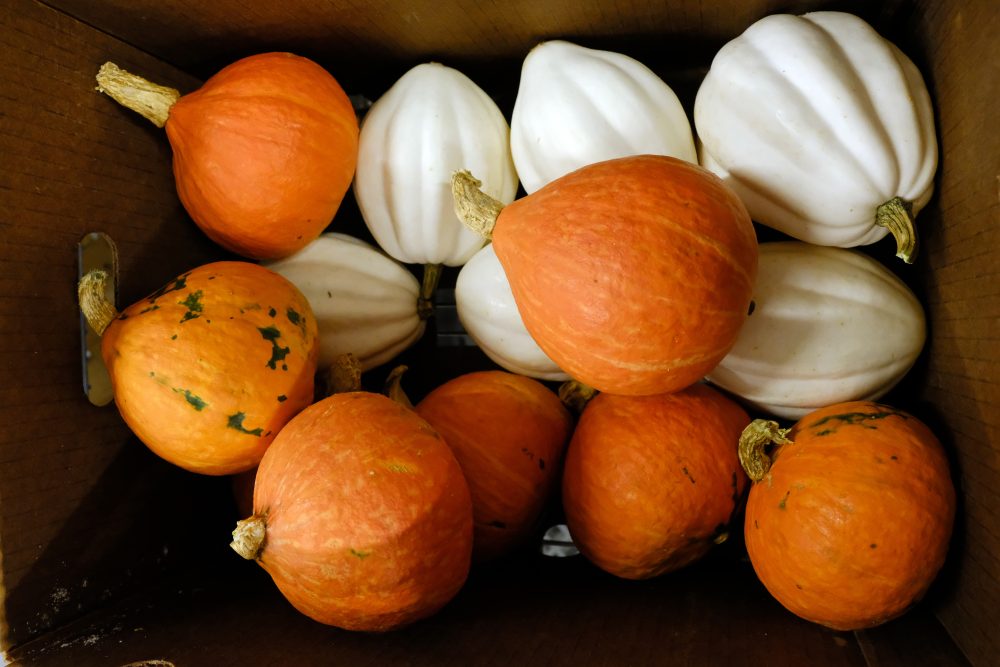 Freshly picked squash at the Sandhills AGInnovation Center. Photo: Nancy Pierce.