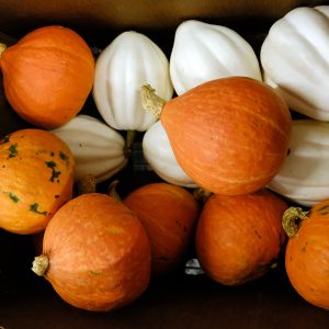 Freshly picked squash at the Sandhills AGInnovation Center. Photo: Nancy Pierce.