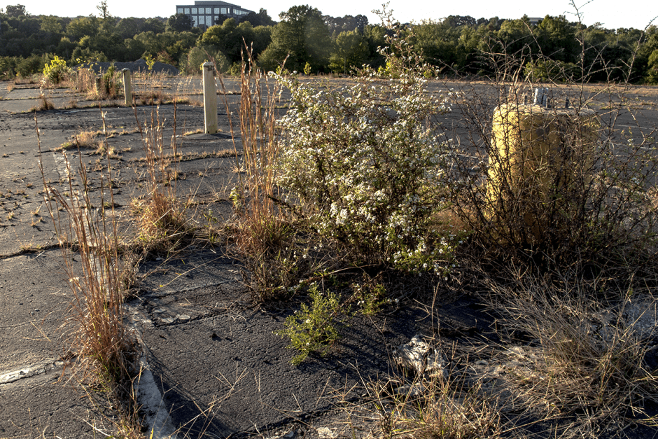 Aster and bluestem in what might become, in centuries, a new Piedmont prairie. Photo: Meredith Hebden