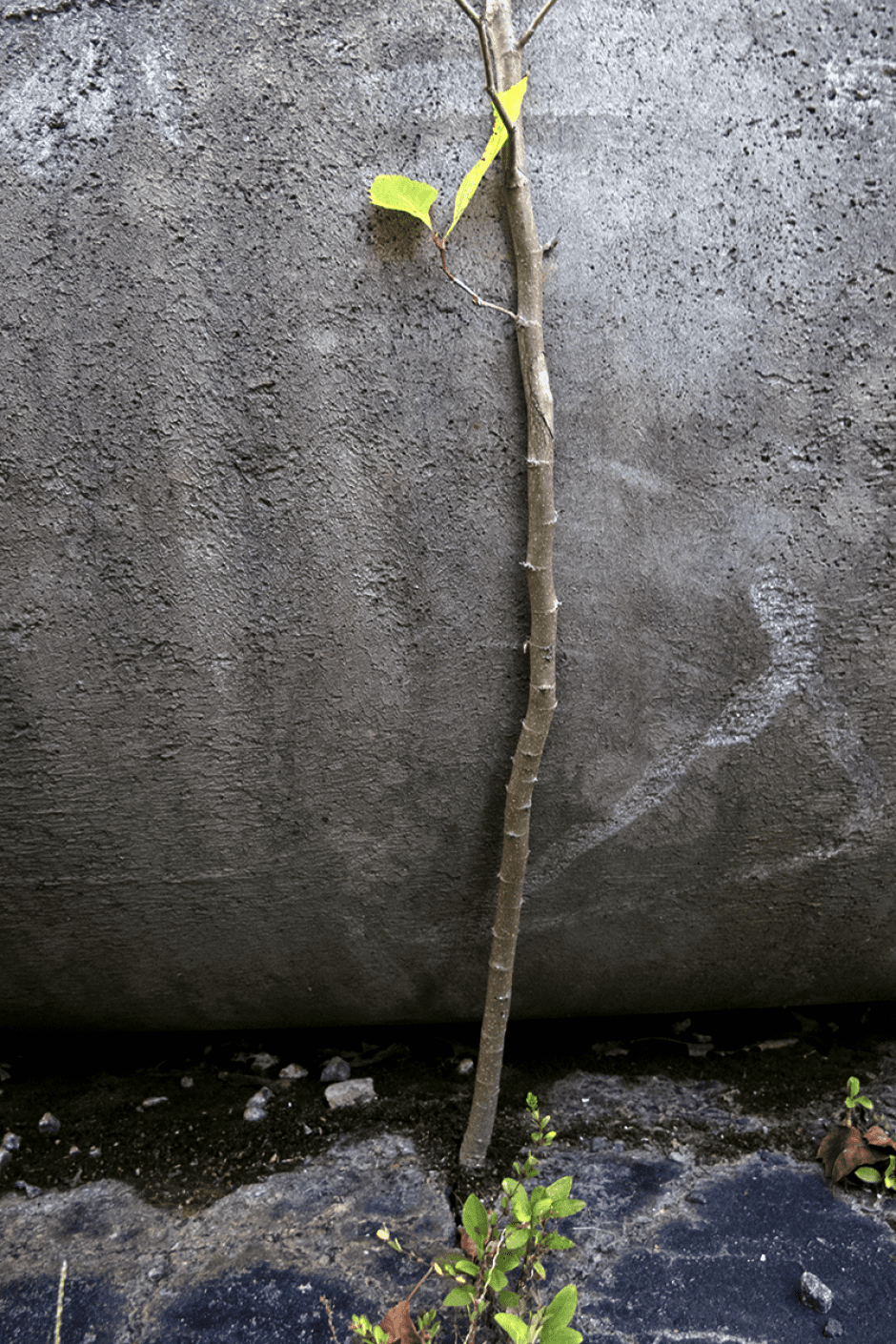 A courageous young sycamore. Photo: Meredith Hebden