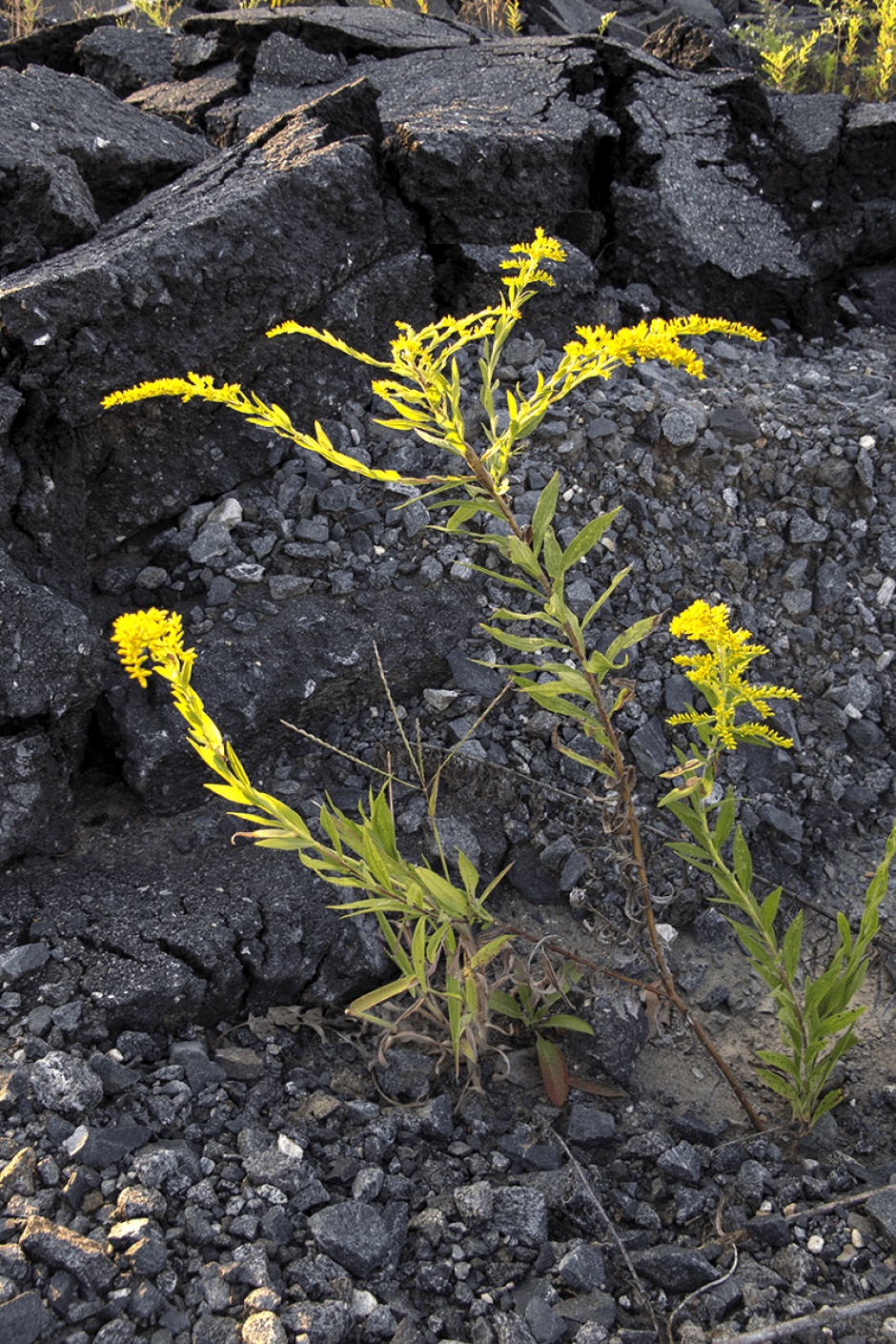 A goldenrod dance party. Photo: Meredith Hebden