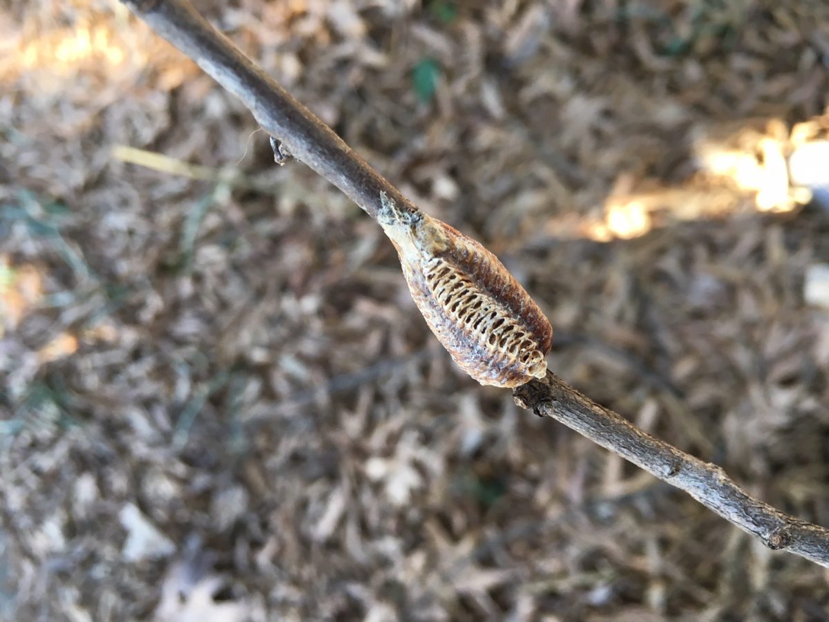 Carolina mantis egg case in Latta Park. 