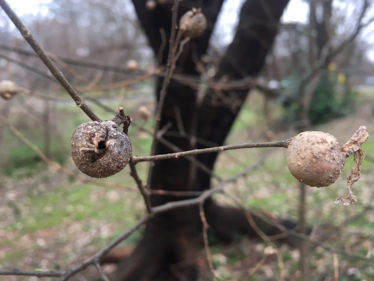 Oak bullet galls in Latta Park. 