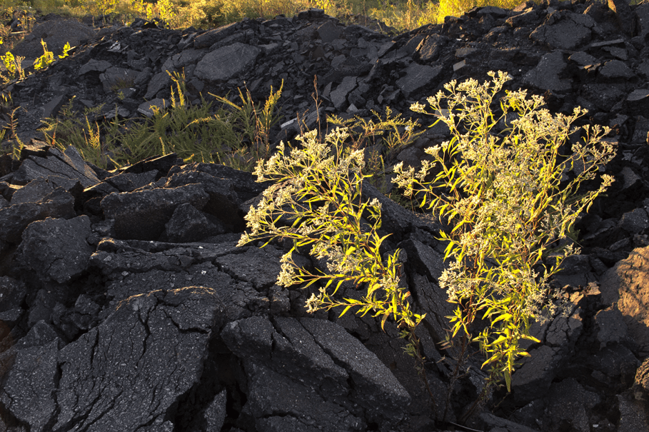 Wax myrtle and aster. Photo: Meredith Hebden