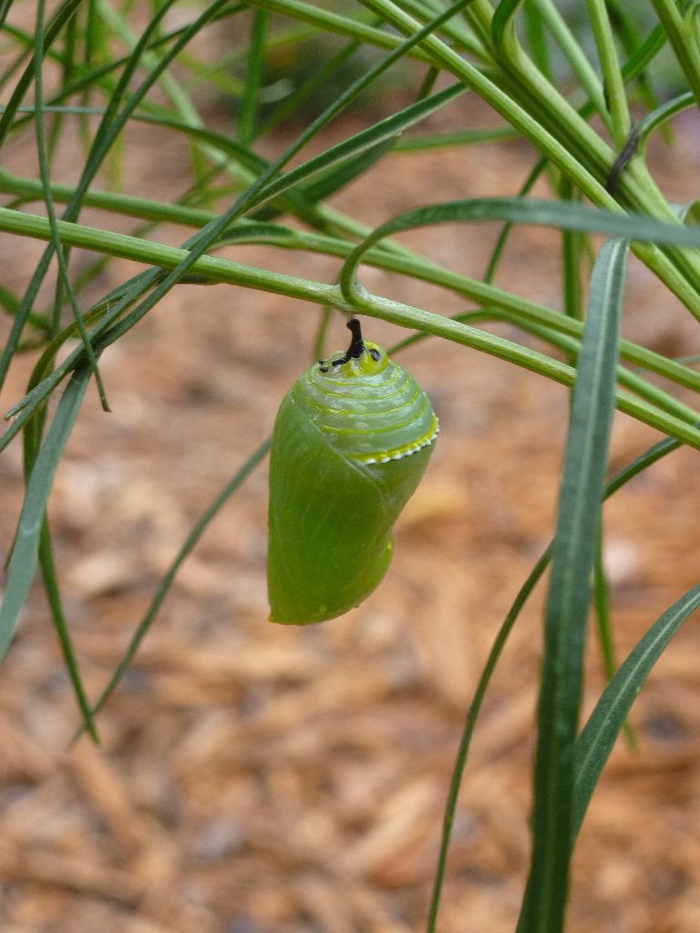 Monarch chrysalis on ironweed. Photo: Ruth Ann Grissom