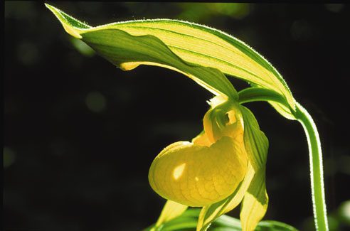 Lady-slipper orchid. Photo courtesy of Virginia Weiler.