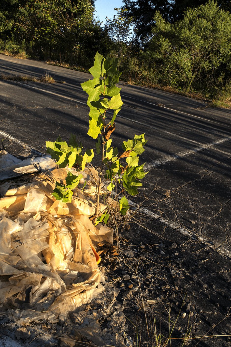 A sycamore, nurtured by trash. Photo: Meredith Hebden