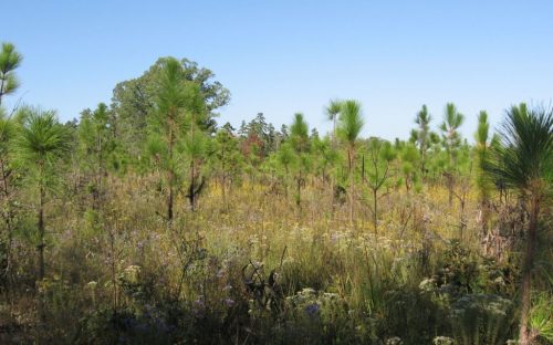 Asters blooming in a remnant of the Piedmont Prairie