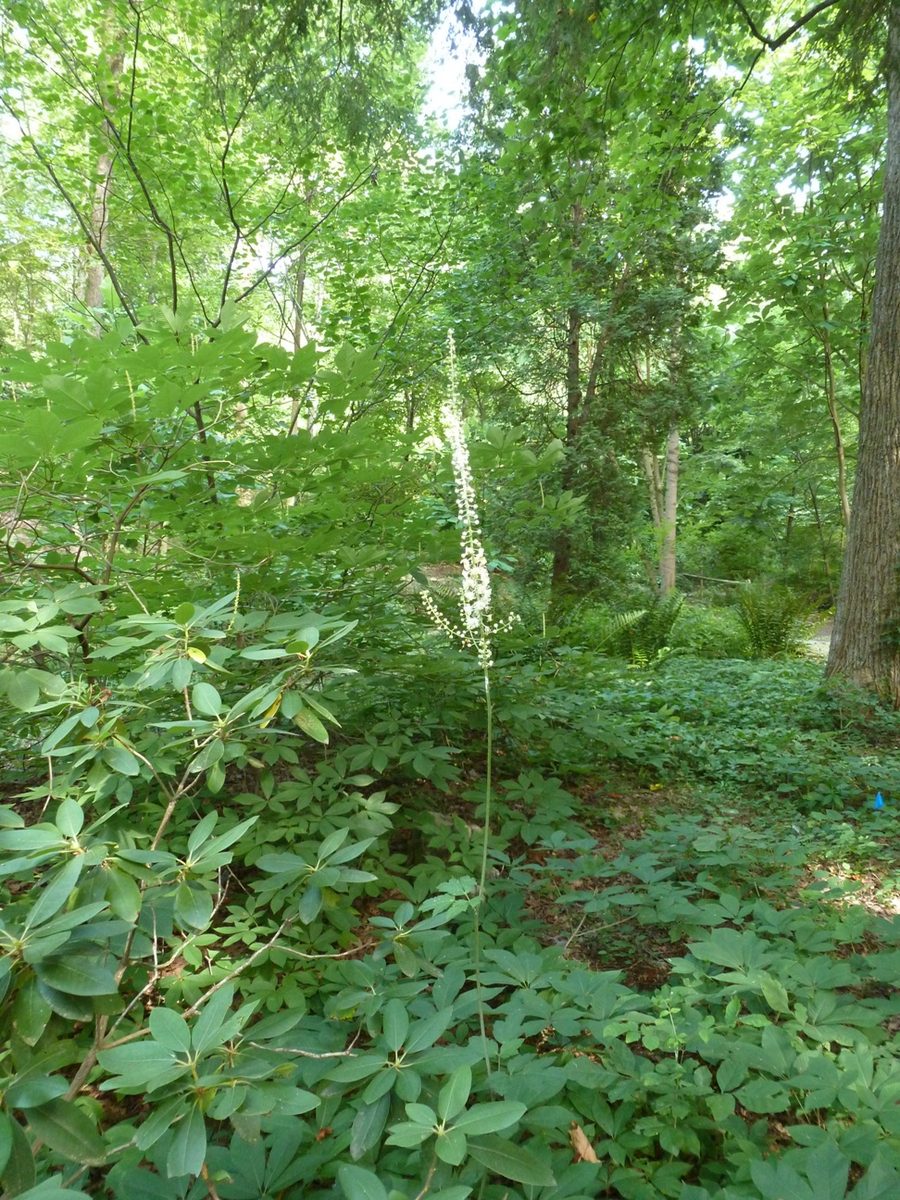 Black cohosh