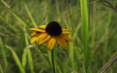 Black Eyed Susan