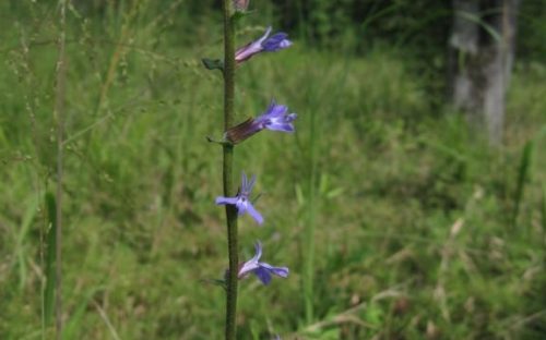 Lobelia