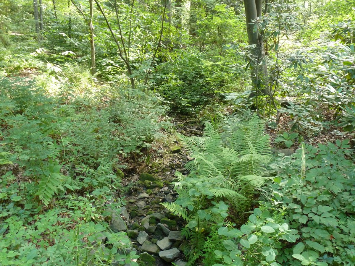 Lush vegetation fills Van Landingham Glen.