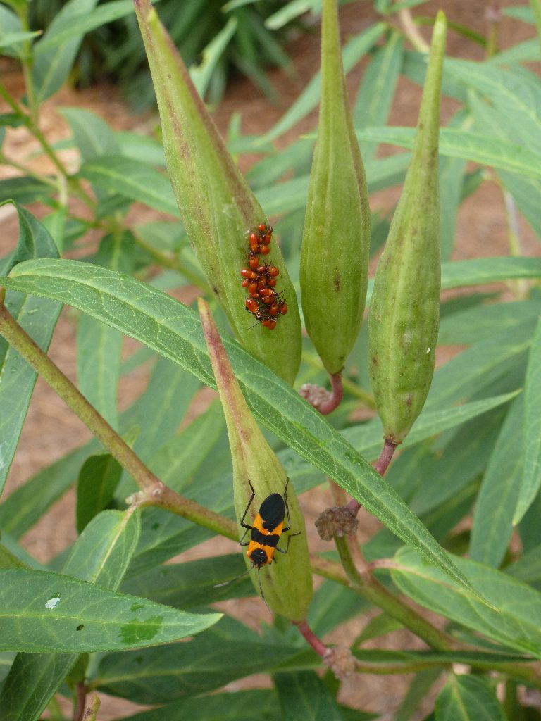 Milkweed bugs. Photo: Ruth Ann Grissom