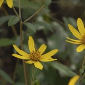 Schweinitz Sunflower