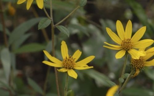 Schweinitz Sunflower