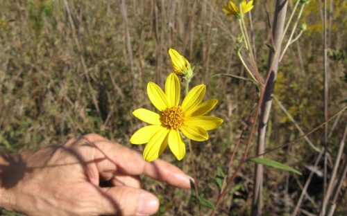 Schweinitz Sunflower