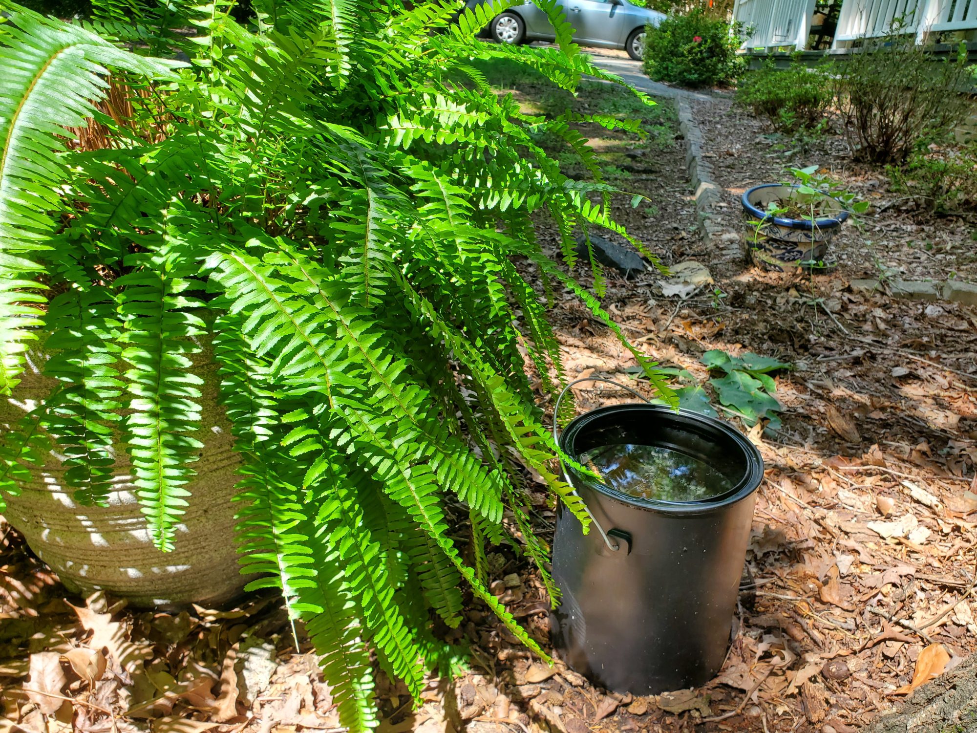 A bucket and a fern