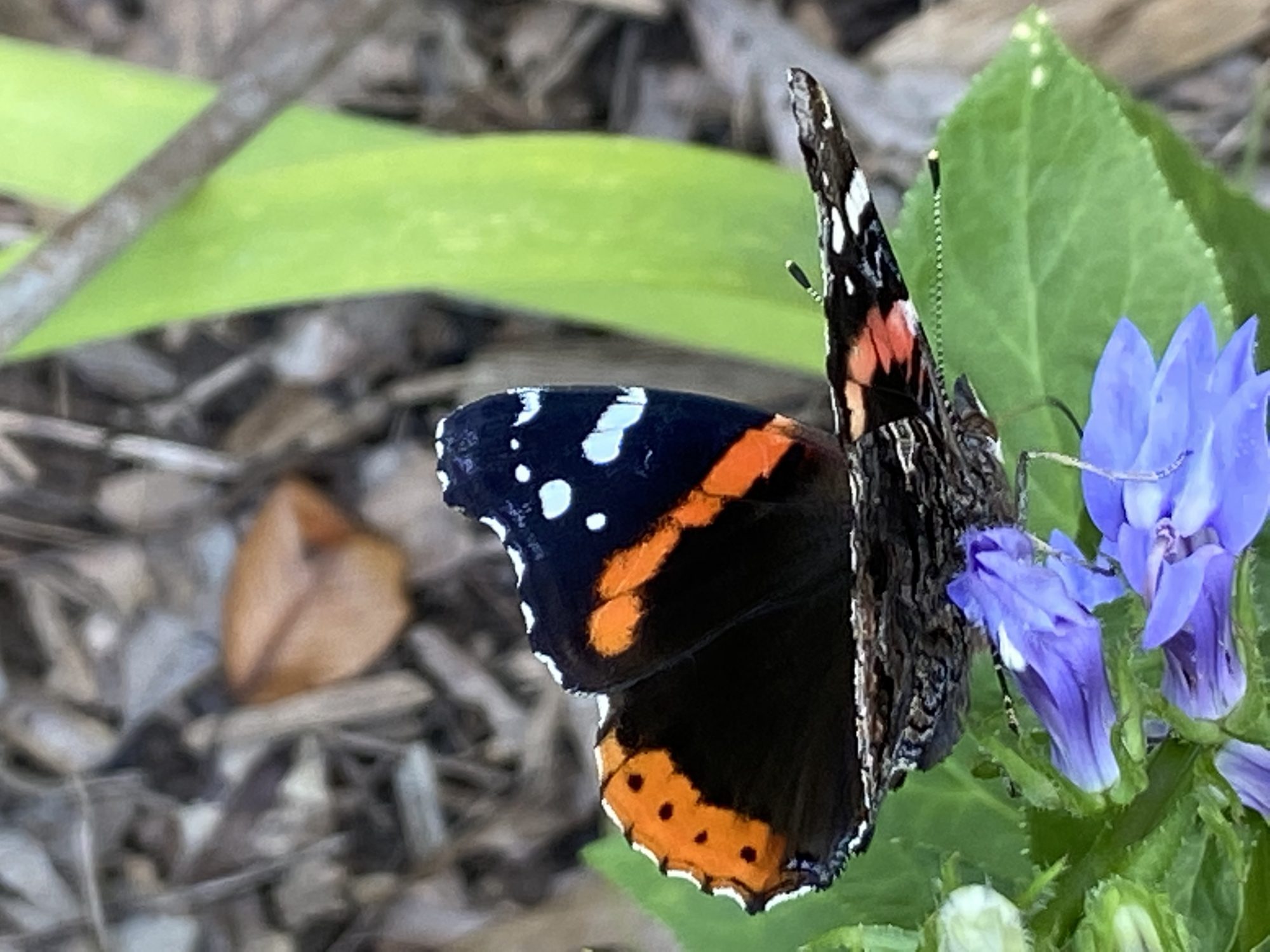 Butterfly on flower