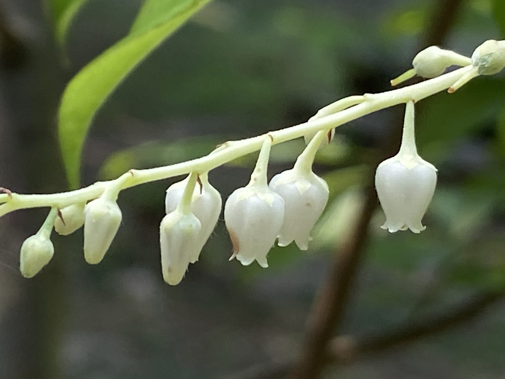 A sprig of delicate white flowers