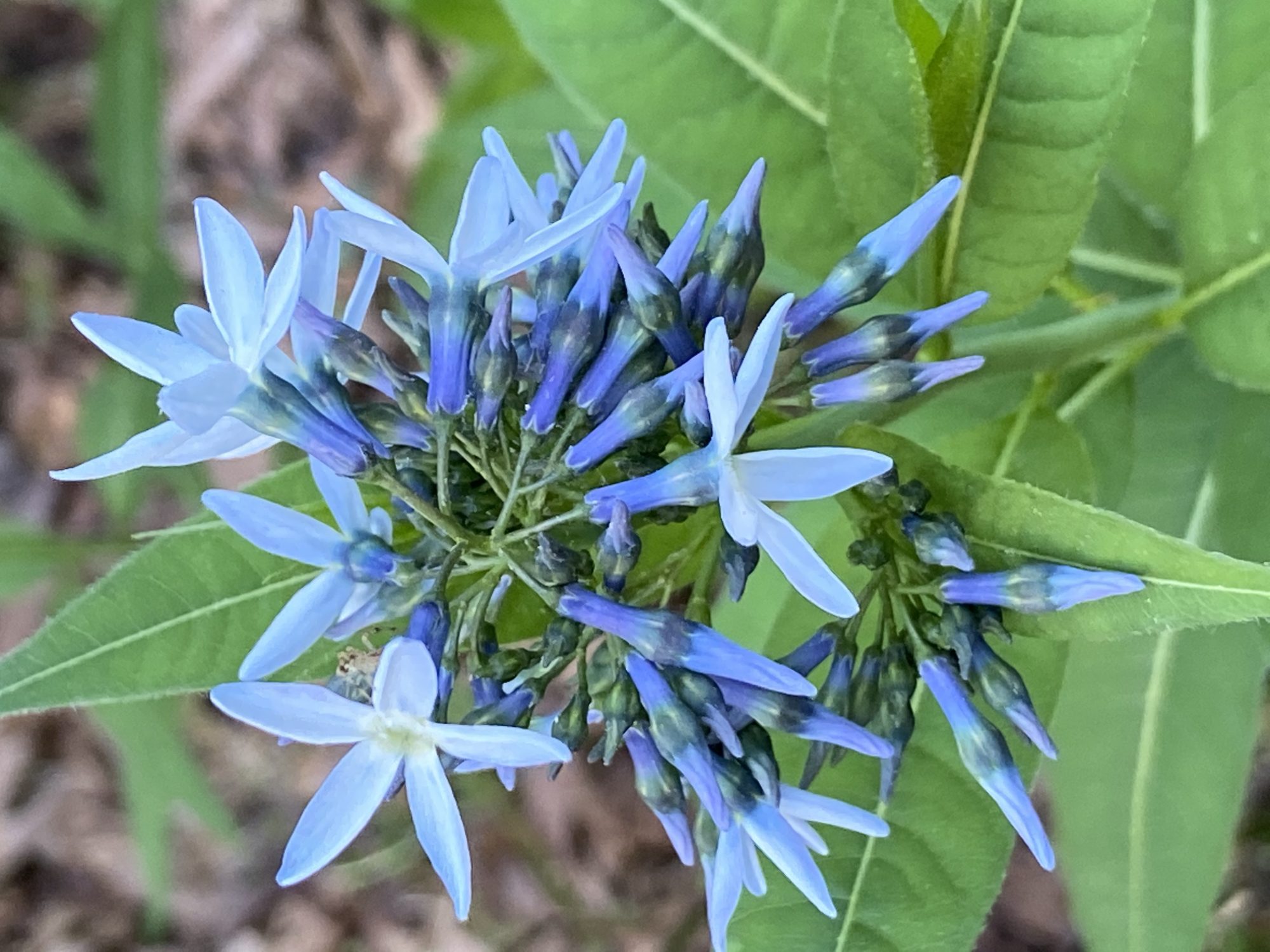 A blue flower