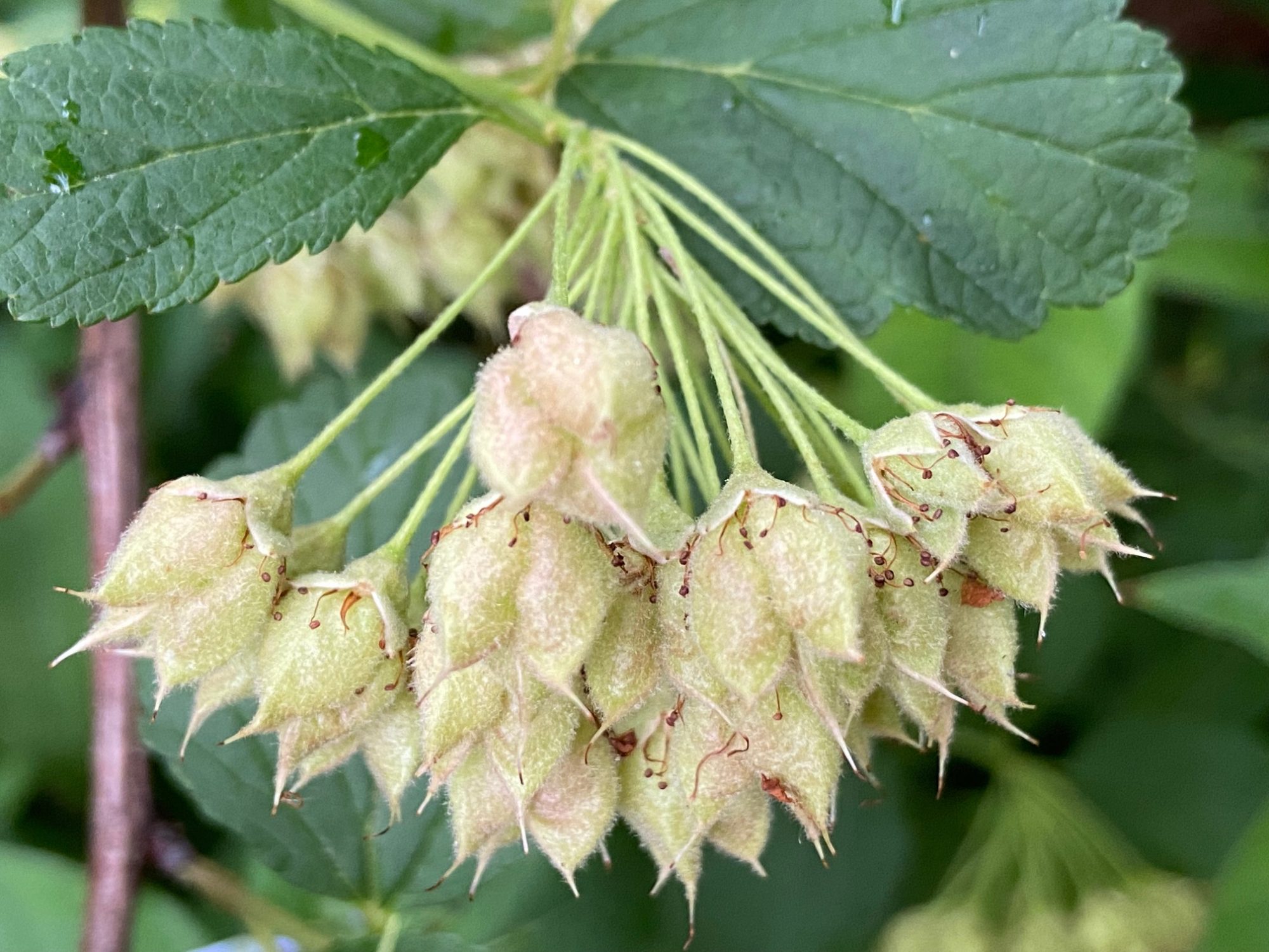 Seed pods