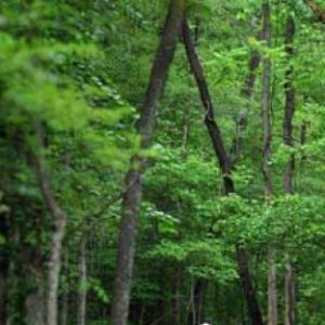 Bikers ride along the McEachern Greenway in Concord in May 2010.