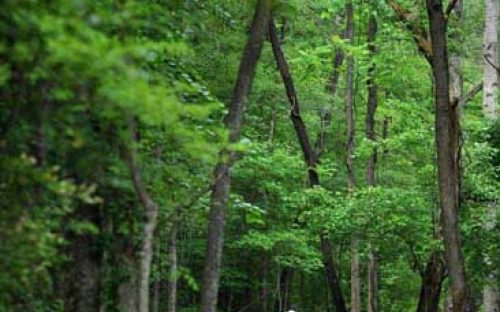 Bikers ride along the McEachern Greenway in Concord in May 2010.