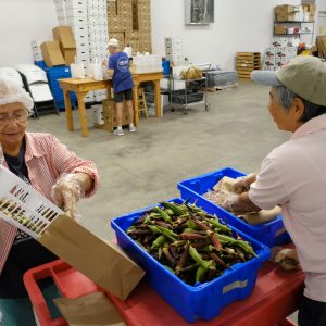 Volunteers for  Sandhills Farm-to-Table, subscription-based community supported agriculture (CSA) and online food store pack just-picked local produce into delivery boxes at Sandhills AGInnovation Center. Photo: Nancy Pierce